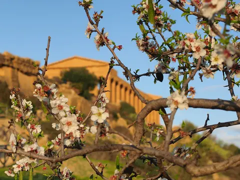 SizilienMandelblüte