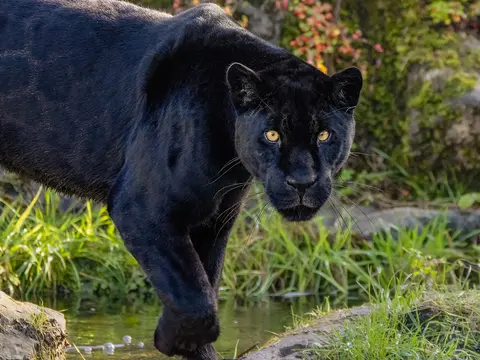 Kenia Fly In Safari: Die Schwarzen Leoparden von Laikipia