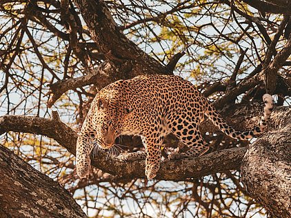 Tansania, Serengeti NP, Leopard
