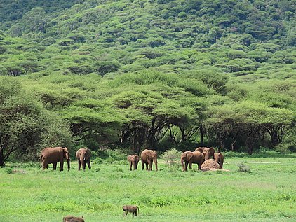 Tansania, Ngorongoro NP, Elefanten