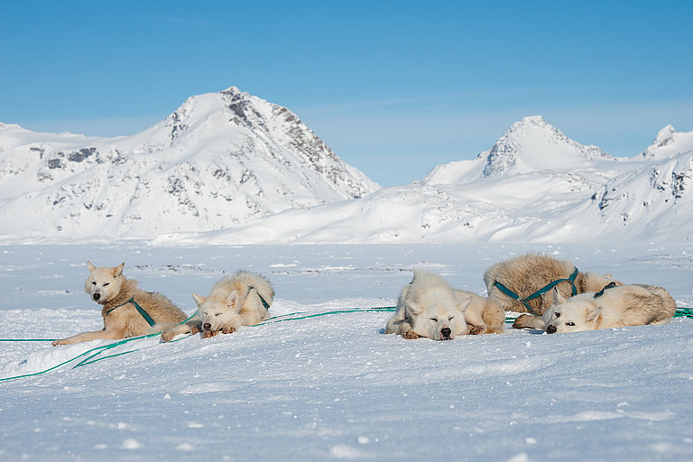 Mehrere Schlittenhunde ruhen im Schnee vor schneebedeckten Bergen unter blauem Himmel.