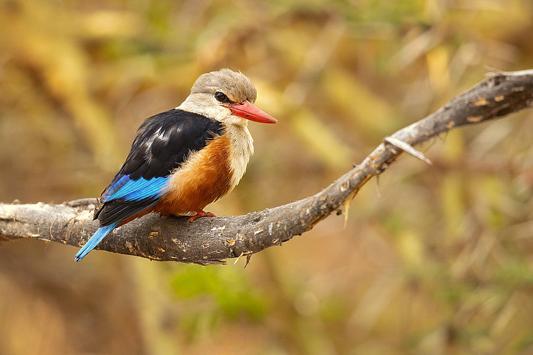 Bunter Vogel mit orangefarbener Brust sitzt auf einem Ast im Freien.