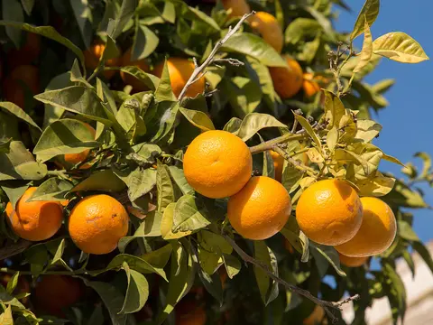 Portugal Algarve mit Orangenernte & Lissabon