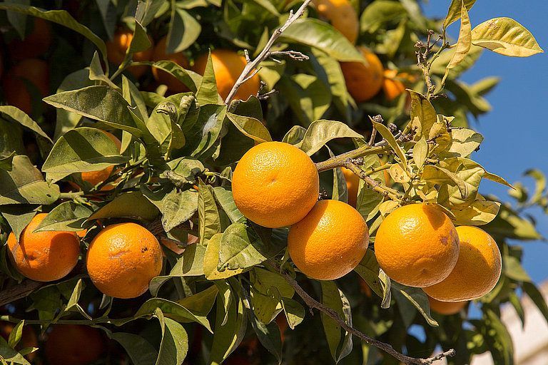 Orangenbaum bei Faro an der Algarve mit reifen Früchten und dichtem grünen Laub.
