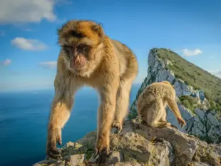 Berbeaffe sitzt auf Felsen mit Blick auf Meer und Berglandschaft im Hintergrund.