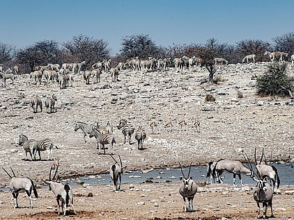 Namibia, Etosha, Zebras