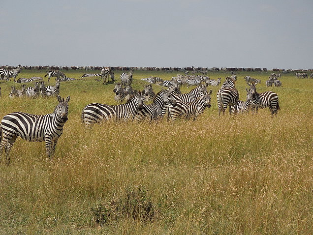 Kenia, Masai Mara, Zebra