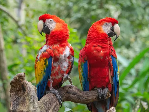 Guatemala & Honduras Natürliche Schönheit & kulturelles Erbe