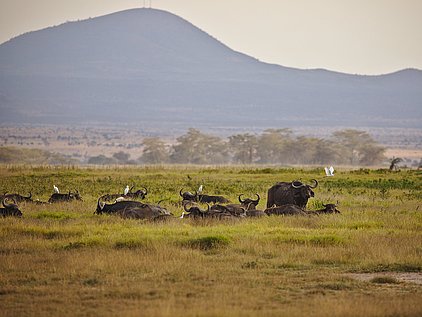 Kenia, Amboseli NP, Kilimandscharo, Büffel