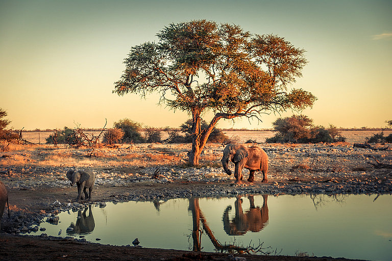 Baum spiegelt sich im Wasser der Savanne bei Sonnenuntergang und Tierherde.