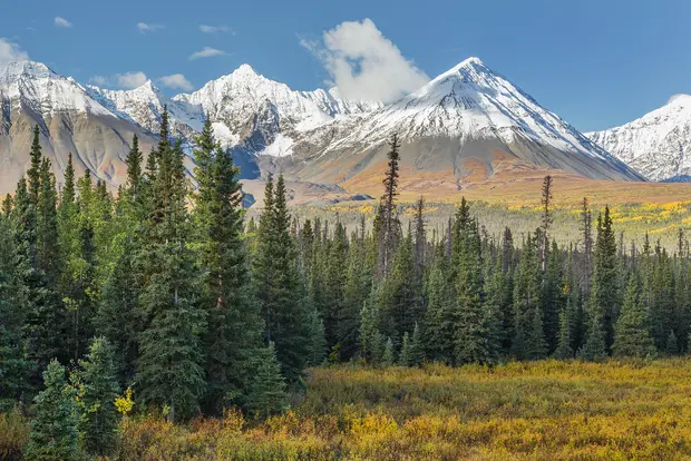 Grüne Tannenbäume stehen vor schneebedeckten Bergen in einem Nationalpark in Kanada.