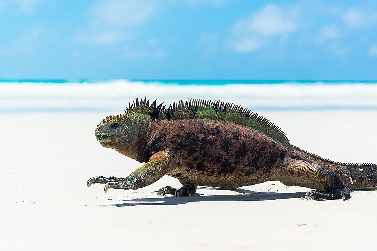 Meerechse liegt auf hellem Sand vor türkisblauem Meer auf den Galapagosinseln.