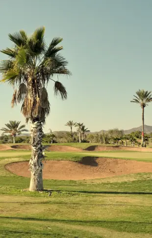 Das Bild zeigt eine einsame Palme mitten auf einem großen Golfplatz.