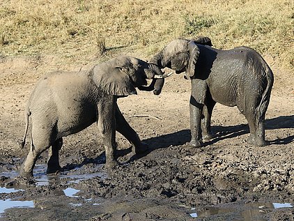 Südafrika, Krüger NP, Elefanten