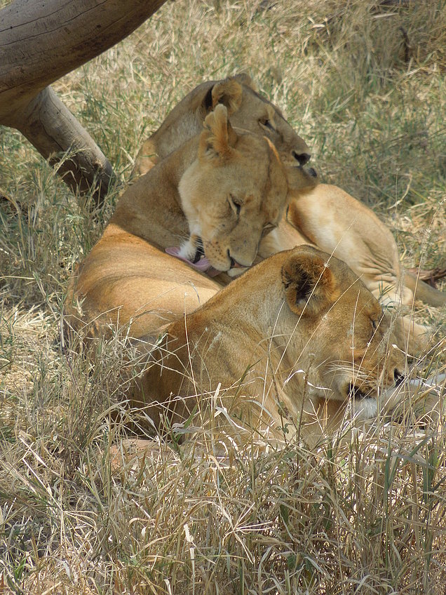 Kenia, Masai Mara, Löwen
