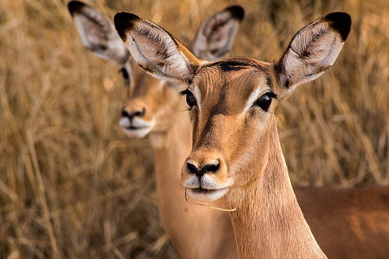 Zwei Antilopen blicken aufmerksam aus dem trockenen Grasland hervor.