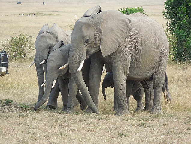 Kenia, Masai Mara, Elefanten