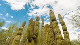 Hohe Säulenkakteen im Botanischen Garten von Phoenix unter blau-weißem Himmel.