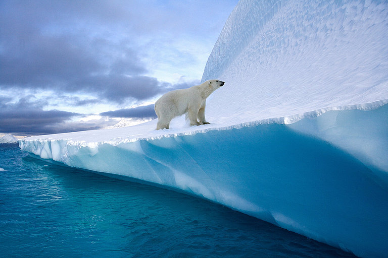 Eisbär läuft auf einer Eis kante über türkisblauem Wasser in arktischer Landschaft.