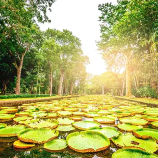 Botanischer Garten in Pamplemousses, Mauritius. Eine malerische Allee im botanischen Garten