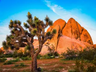 Joshua Tree vor orangefarbenen Felsen im gleichnamigen Nationalpark in Kalifornien.